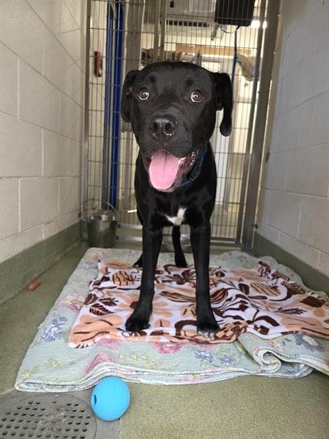Thorsten - American Pit Bull Terrier