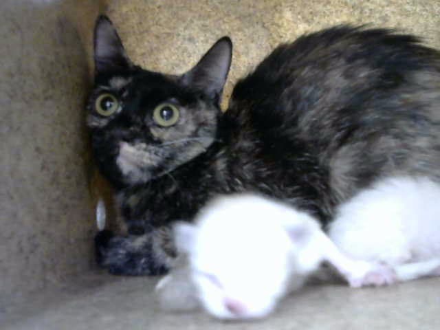 Galleta - Domestic Short Hair