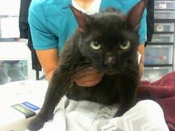 Zoo Cat image 1