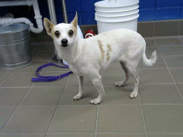 Cheryl - Chihuahua