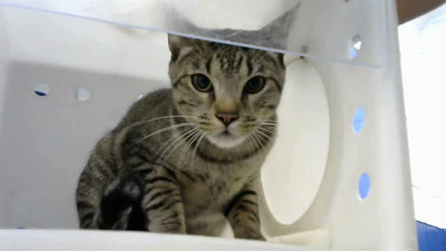 Choppa - Domestic Short Hair