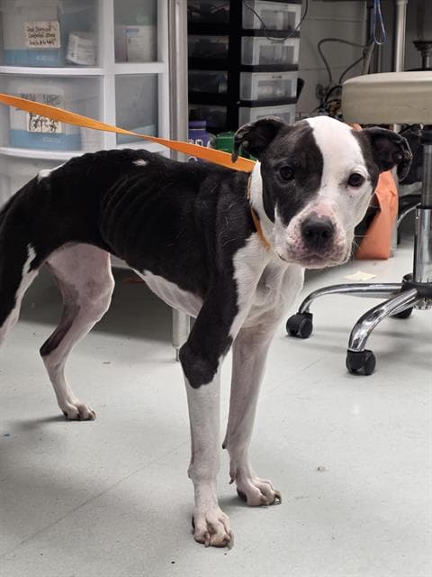 Lucky - American Pit Bull Terrier