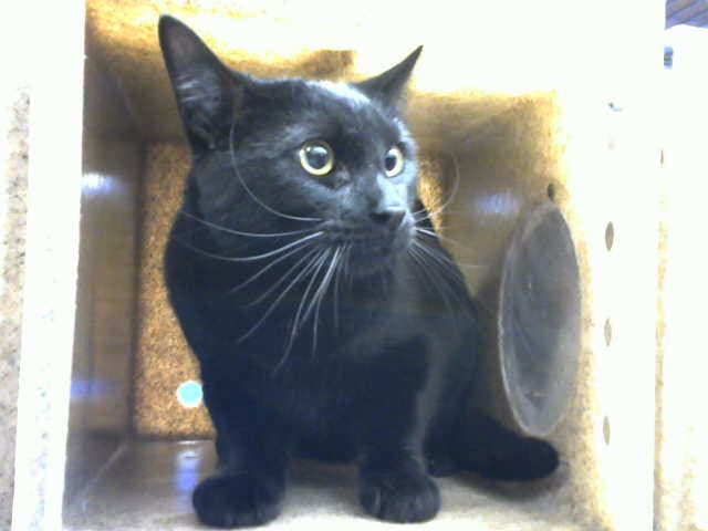 Raven - Domestic Short Hair