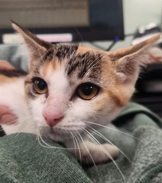 Jell-O - Domestic Short Hair