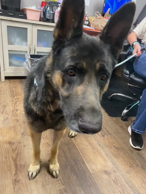 Koda - German Shepherd Dog
