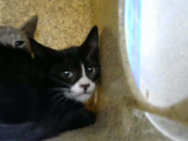Padme - Domestic Short Hair