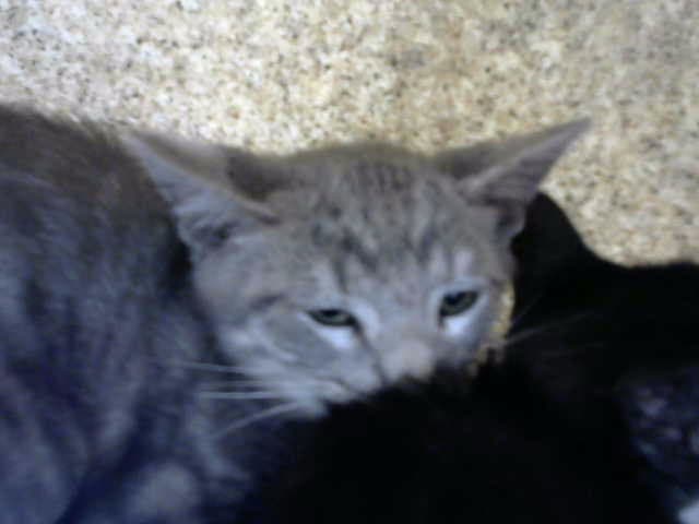 Chuchi - Domestic Short Hair