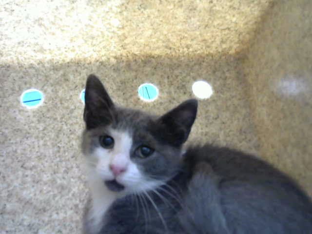 Ahsoka - Domestic Short Hair