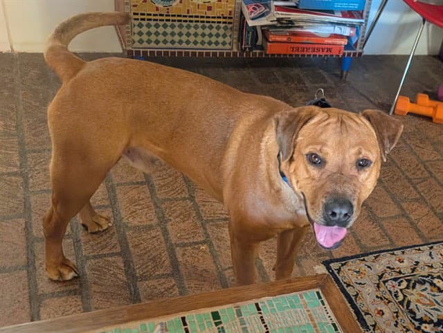 Scooby - American Pit Bull Terrier