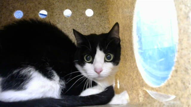 Stella - Domestic Short Hair