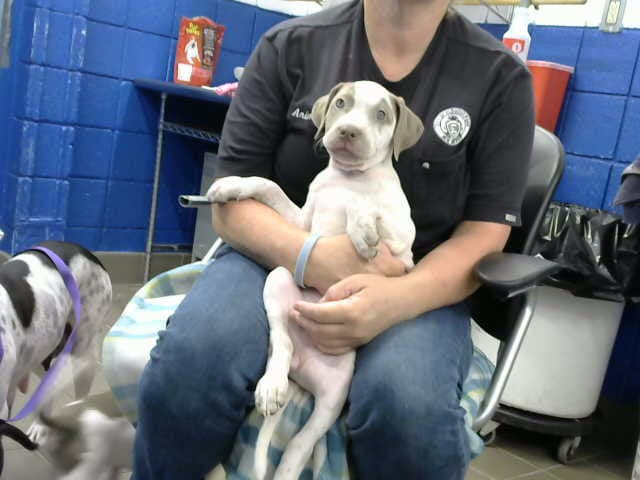 Jesse - American Pit Bull Terrier