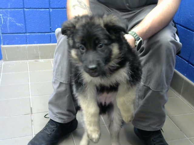 Kuma - German Shepherd Dog