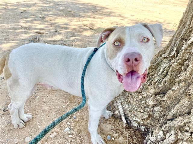 Frazil - American Pit Bull Terrier