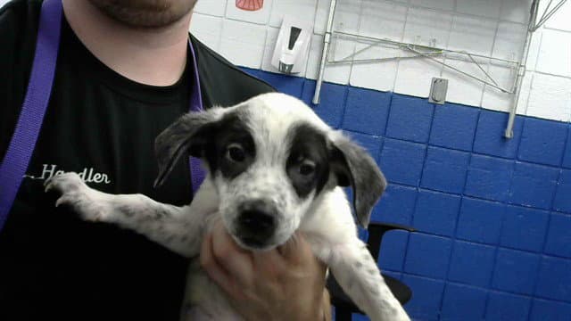 Jamie - Australian Cattle Dog/Blue Heeler