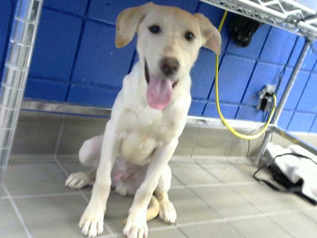 Miggo - Labrador Retriever