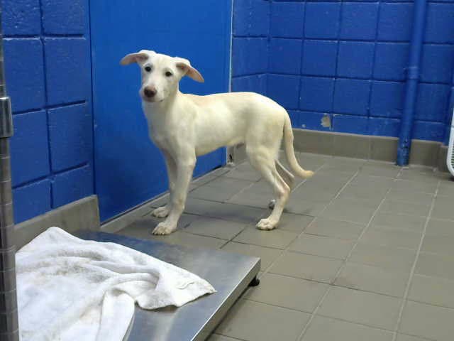 Mazanio - Labrador Retriever