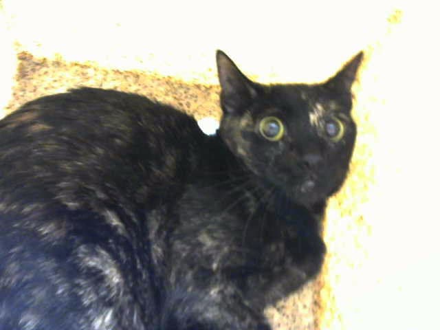 Delilah - Domestic Short Hair