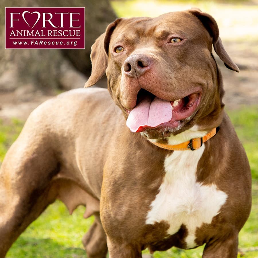 Frida - American Staffordshire Terrier