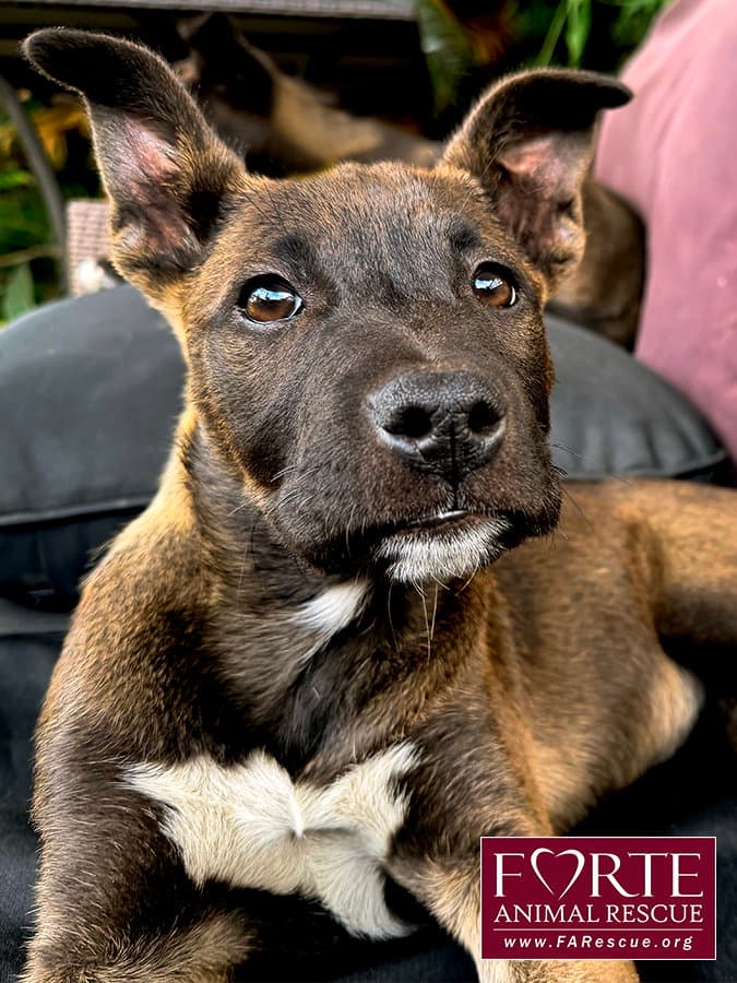 Spirit - Belgian Shepherd Malinois