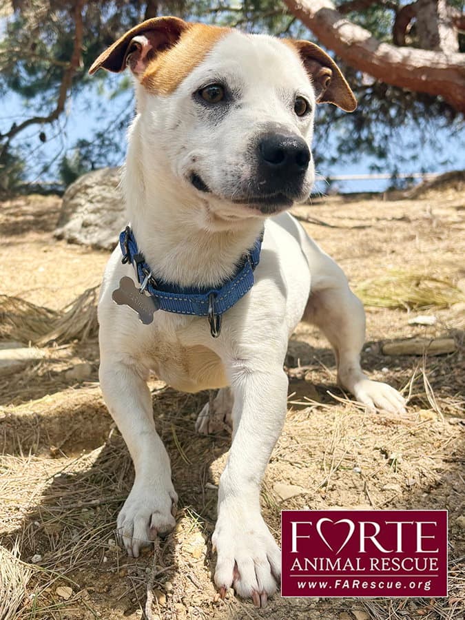 Carlos - Beagle