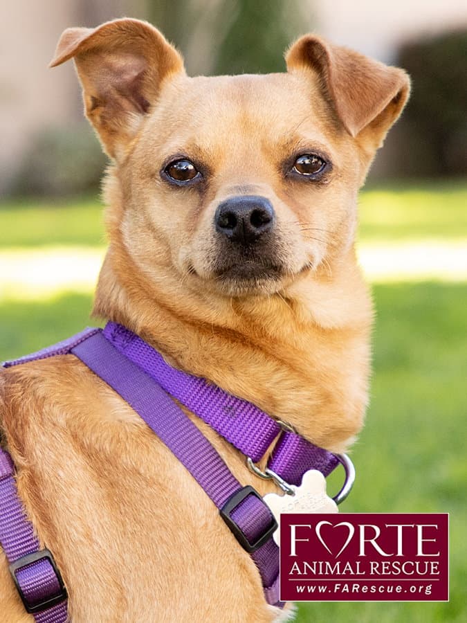 Arby - Chihuahua