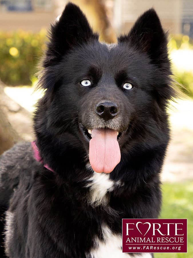 Cielo - Border Collie