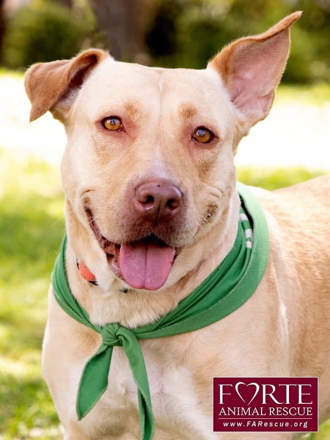Cleopatra - Pharaoh Hound