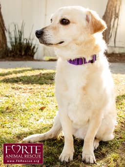 Cody image 3