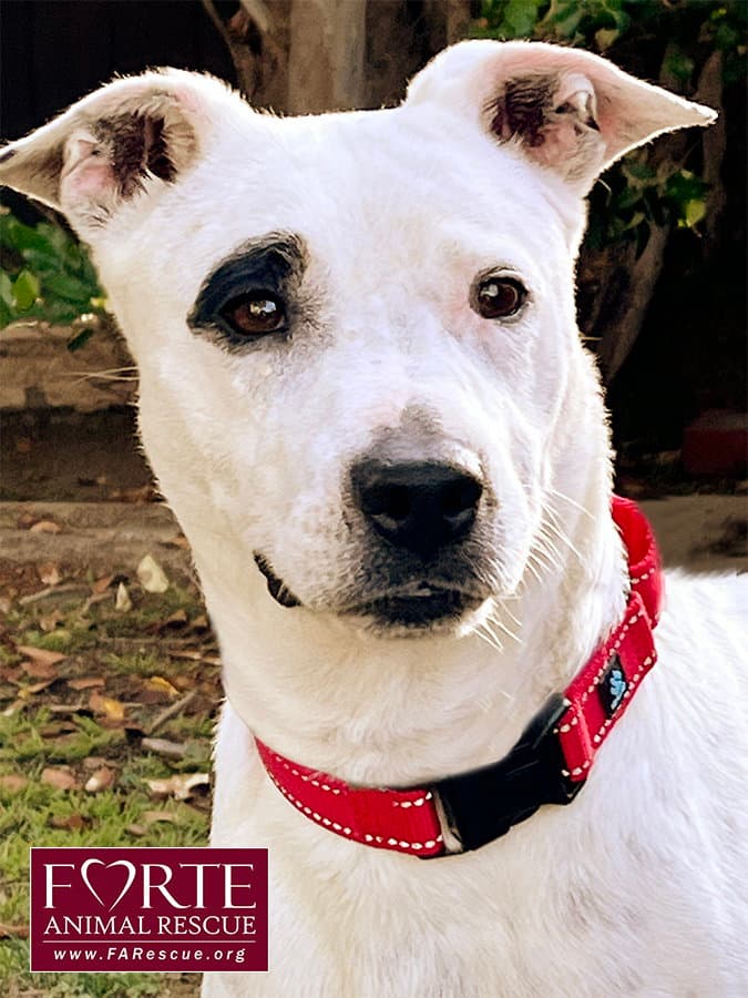 Stella - American Staffordshire Terrier