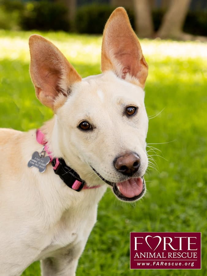Belle - Shepherd