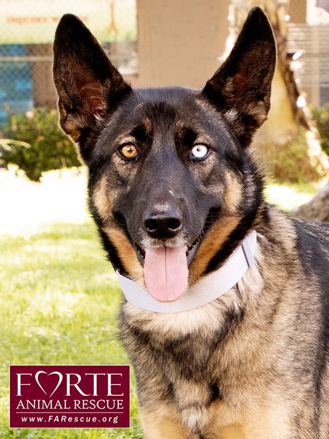 Parmida - German Shepherd Dog
