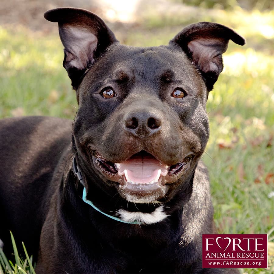 Milo - American Staffordshire Terrier