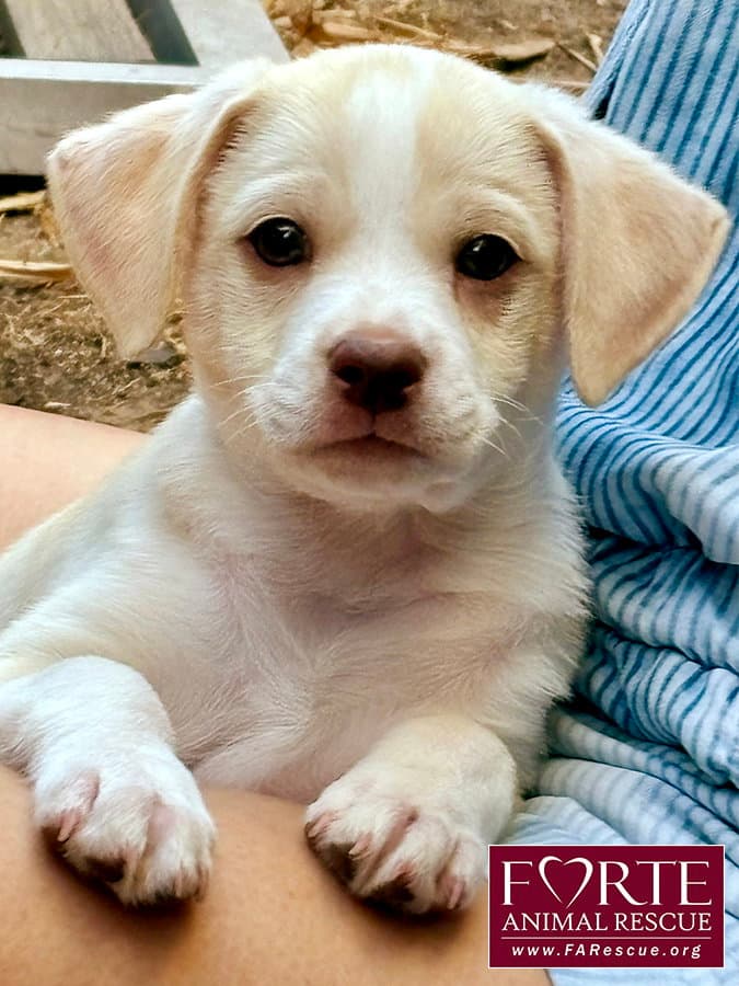Buzz - Labrador Retriever