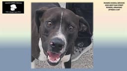 Brodie image 1