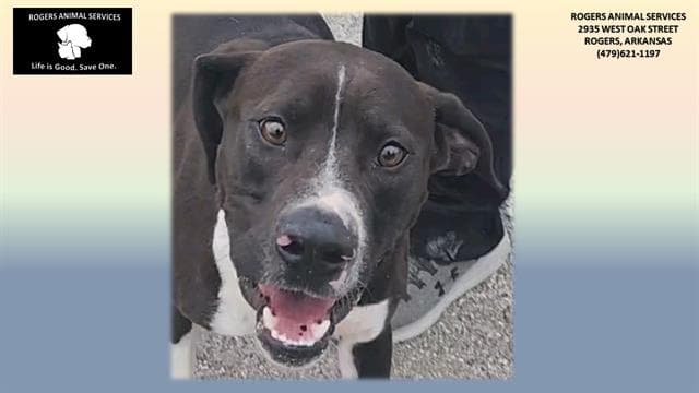 Brodie - Pit Bull Terrier