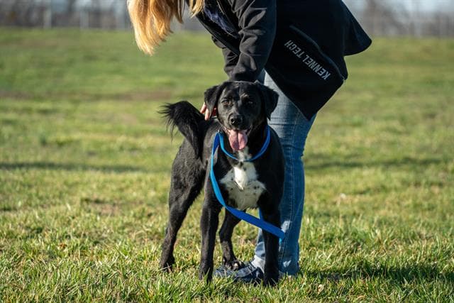 Billy - Labrador Retriever