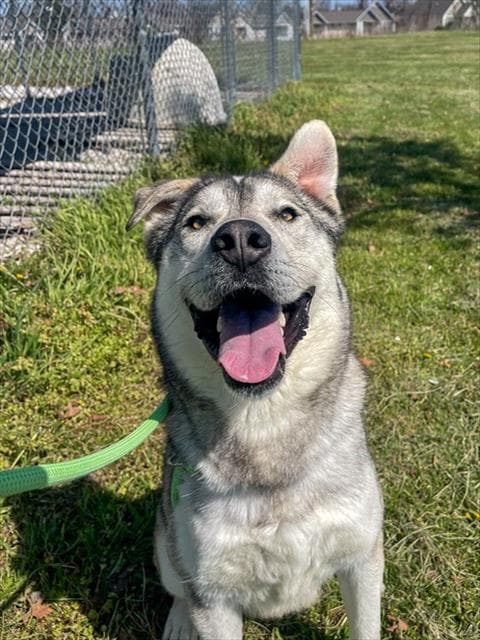 Husk The Md - Husky