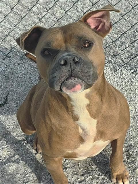 Duke - American Pit Bull Terrier