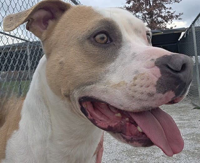 Po Boy - Pit Bull Terrier