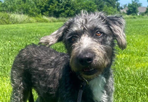 Daisy - Irish Wolfhound