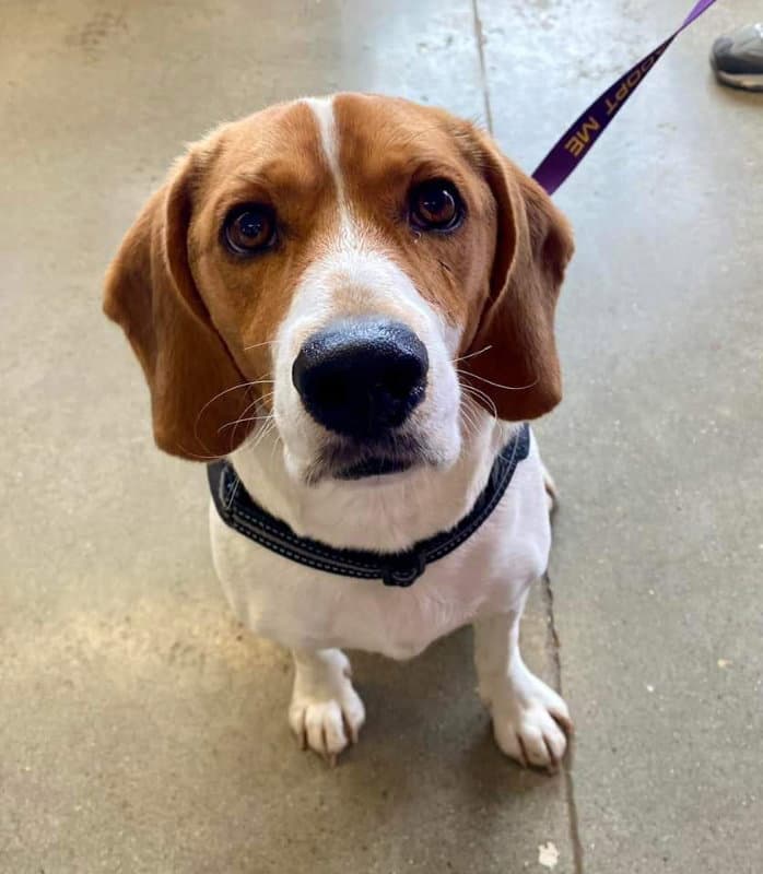 Boomer Currently Unavailable - Beagle