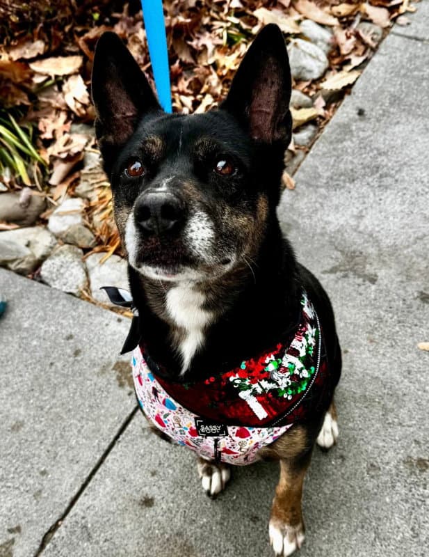 Jamie Foster Or Adopt - Shepherd