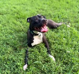 Brenda Adopt image 1