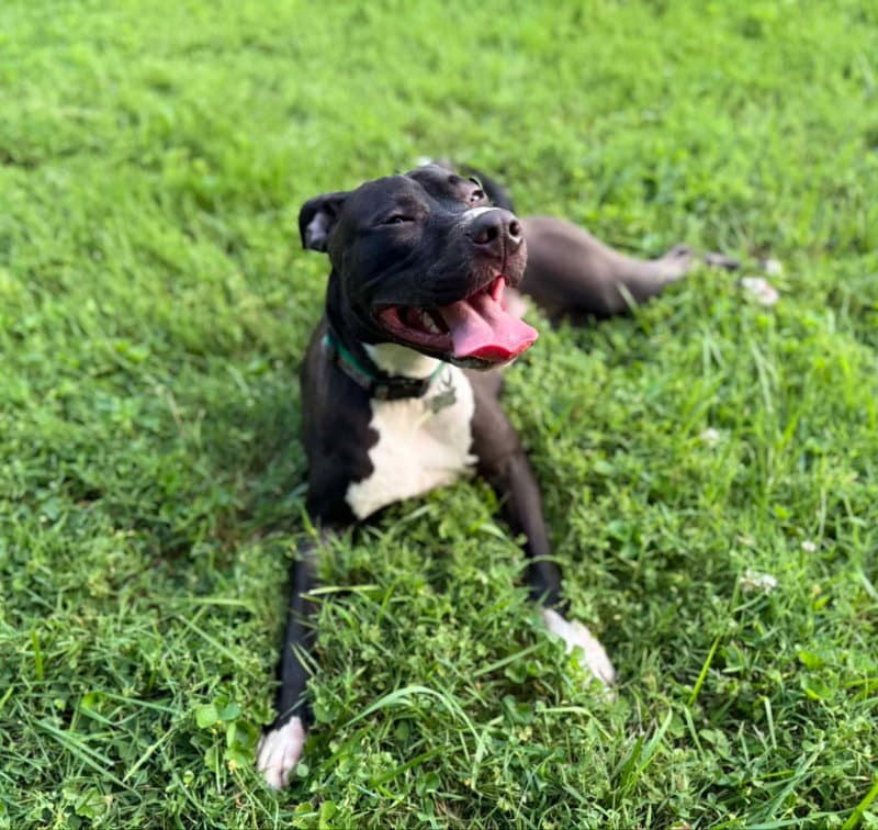 Brenda Adopt - American Staffordshire Terrier