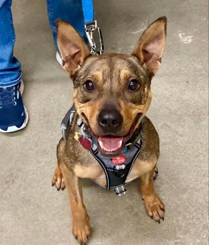 Ranger Adopt - Cattle Dog