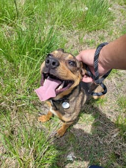 Ranger Adopt image 3