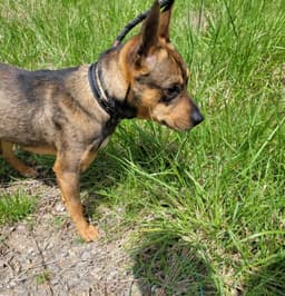Ranger Adopt image 4