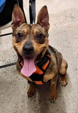 Ranger Adopt image 2