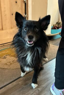 Snoopy Adopt Or Foster image 2