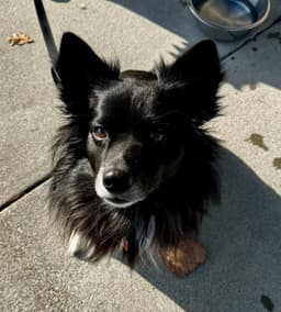 Snoopy Adopt Or Foster image 1